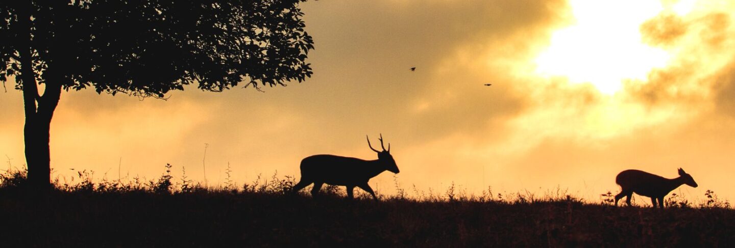 deer walking against a sunset