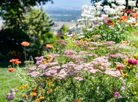 blooming flowers in a garden with distant mountains in the background