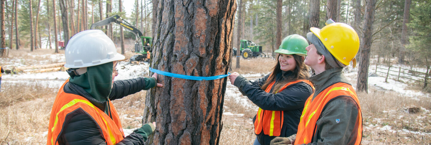 Forestry students measuring a tree in the field at Flathead Valley Community College.