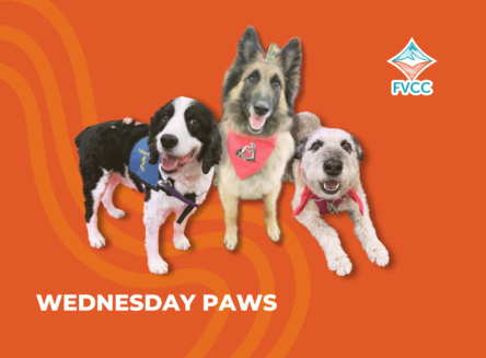 3 dogs with text "Wednesday paws"